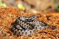 Beautiful common adder on forest ground Royalty Free Stock Photo