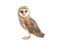 Beautiful common barn owl on white background