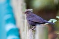 Beautiful common blackbird
