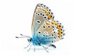 Beautiful Common Blue butterfly isolated on a white background. Side view Royalty Free Stock Photo