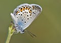 Butterfly in Greece Royalty Free Stock Photo