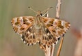 Butterfly in Greece Royalty Free Stock Photo