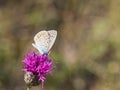 The common blue butterfly Polyommatus icarus male sitting on a flower Royalty Free Stock Photo