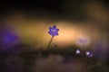 Beautiful common blue hepatica in late evening light