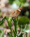 Beautiful Buckeye Butterfly Lands on a Leaf