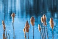 Beautiful common bulrush detail on blue pond background. Typha latifolia Royalty Free Stock Photo