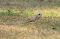 Common Butterfly Lizard (Leiolepis belliana)