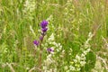 Beautiful and common Clustered bellflower Campanula glomerata flowering