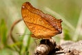 A beautiful Common Cruiser butterfly