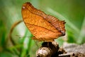 A beautiful Common Cruiser butterfly(Vindulaerota) on feces