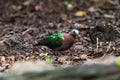 Beautiful Common emerald dove, Asian emerald dove perching on the rock Royalty Free Stock Photo