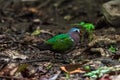 Beautiful Common emerald dove, Asian emerald dove perching on the rock Royalty Free Stock Photo