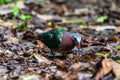 Beautiful Common emerald dove, Asian emerald dove perching on the rock Royalty Free Stock Photo
