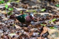 Beautiful Common emerald dove, Asian emerald dove perching on the rock Royalty Free Stock Photo