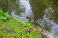 Beautiful Common Gallinule posing for a photo.