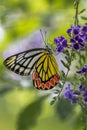 Beautiful common Jezebel (Delias eucharis) butterfly perched on a cluster of vibrant purple flowers Royalty Free Stock Photo