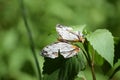 Beautiful common map cyrestis thyodamas butterfly.