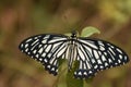 Beautiful common mime papilio clytia butterfly.