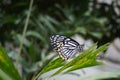 Common Mime Butterfly resting on a plant leaf. Royalty Free Stock Photo