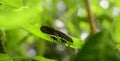 Beautiful Common mormon butterfly resting on mango leaf in the garden Royalty Free Stock Photo