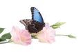 Beautiful common morpho butterfly sitting on eustoma flower against white background Royalty Free Stock Photo