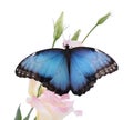 Beautiful common morpho butterfly sitting on eustoma flower against white background Royalty Free Stock Photo