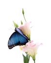 Beautiful common morpho butterfly sitting on eustoma flower against white background Royalty Free Stock Photo