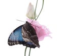 Beautiful common morpho butterfly sitting on eustoma flower against white background Royalty Free Stock Photo