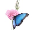 Beautiful common morpho butterfly sitting on eustoma flower against white background Royalty Free Stock Photo