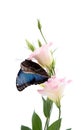 Beautiful common morpho butterfly sitting on eustoma flower against white background Royalty Free Stock Photo