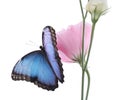 Beautiful common morpho butterfly sitting on eustoma flower against white background Royalty Free Stock Photo