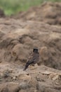 Beautiful Common Myna sitting on Rock