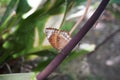 Common Palm Fly Butterfly feeding from a flower. Royalty Free Stock Photo