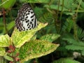 Beautiful common pierrot butterfly on the field Royalty Free Stock Photo