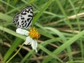 Beautiful Common Pierrot Butterfly on the flower Royalty Free Stock Photo