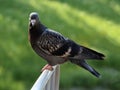Beautiful common pigeon