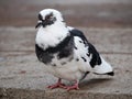 Beautiful common pigeon