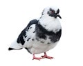 Beautiful common pigeon