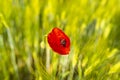 Beautiful common poppy growing in a wheat field, wasp in the open bouquet, background filled with wheat.