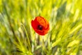 Beautiful common poppy growing in a wheat field, wasp in the open bouquet, background filled with wheat.