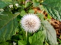 Beautiful common sowthistle flower image india Royalty Free Stock Photo