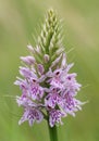 A beautiful Common Spotted Orchid Dactylorhiza fuchsii flower. Royalty Free Stock Photo