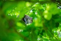 A beautiful common squirrel in a Londons park looking for food. Royalty Free Stock Photo