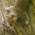 A beautiful common squirrel in a Londons park looking for food. Royalty Free Stock Photo