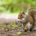 A beautiful common squirrel in a Londons park looking for food. Royalty Free Stock Photo