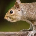 A beautiful common squirrel in a Londons park looking for food.