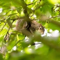 A beautiful common squirrel in a Londons park looking for food. Royalty Free Stock Photo