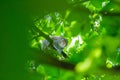 A beautiful common squirrel in a Londons park looking for food. Royalty Free Stock Photo