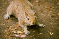 A beautiful common squirrel in a Londons park looking for food.