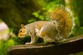 A beautiful common squirrel in a Londons park looking for food. Royalty Free Stock Photo